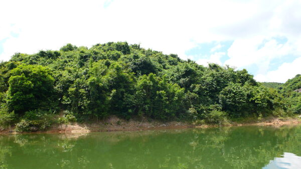 树植物水风景