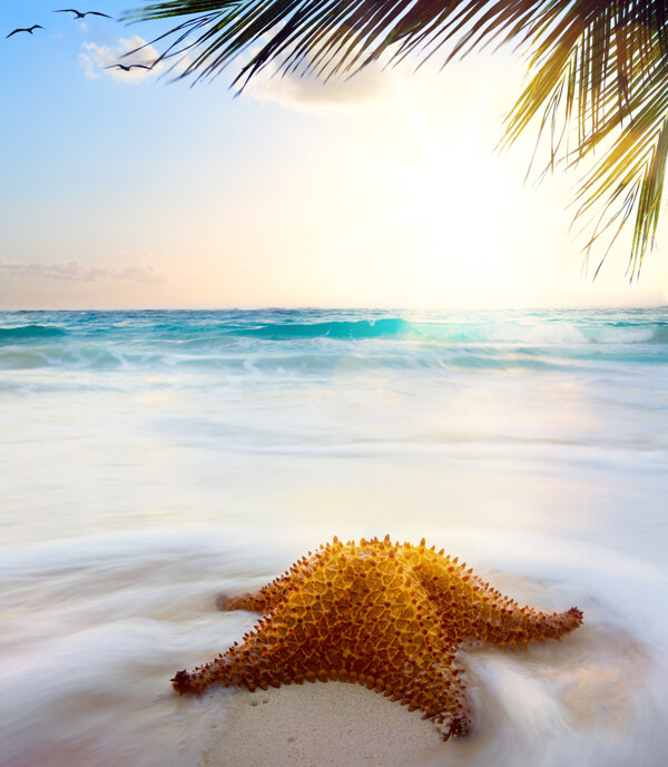 美丽海滩上的海星图片