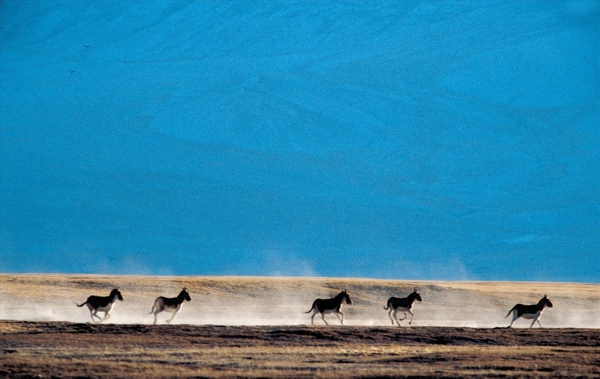 新疆阿尔金山藏野驴图片