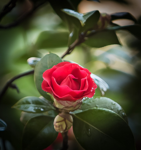 山茶花图片