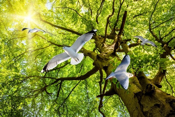 鸽子与大树