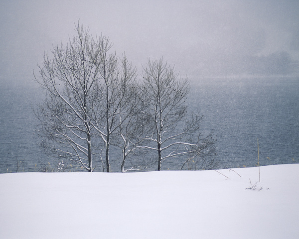 独树的雪景