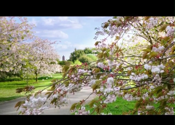 春暖花开视频素材