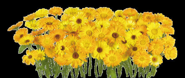 黄色花朵png元素