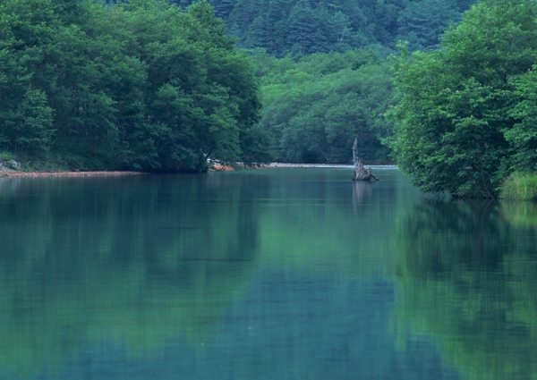 树植物水风景