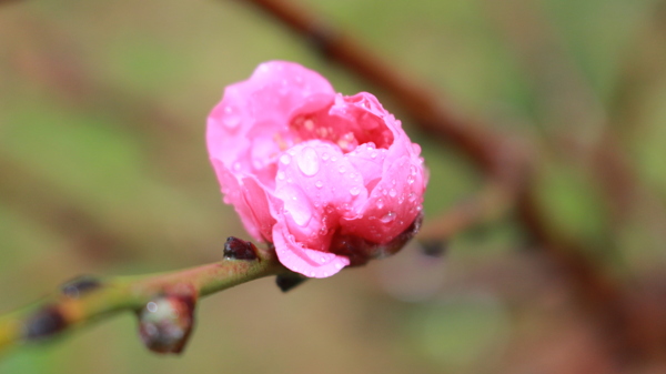 桃花的花蕾图片