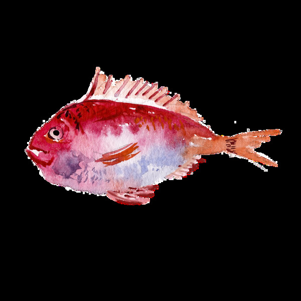 红色水彩手绘金鱼透明素材