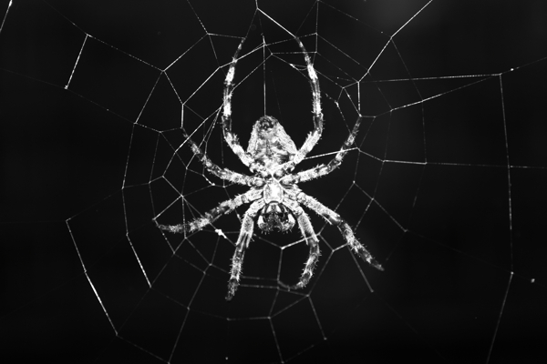 微距蜘蛛图片