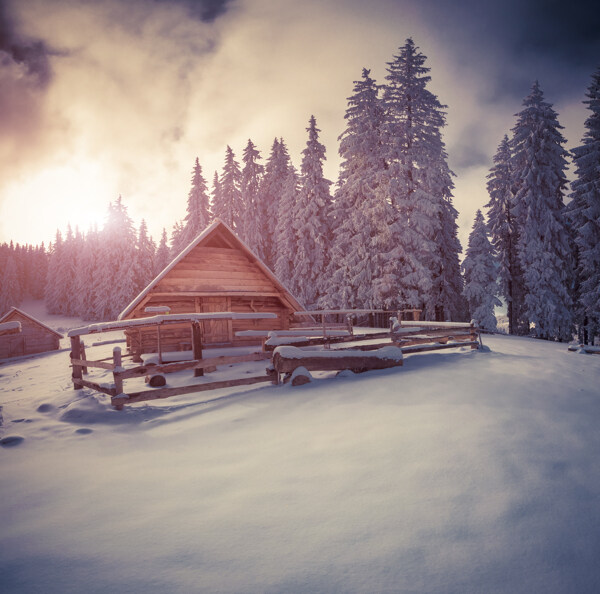 冬季里的雪地树木风景图片