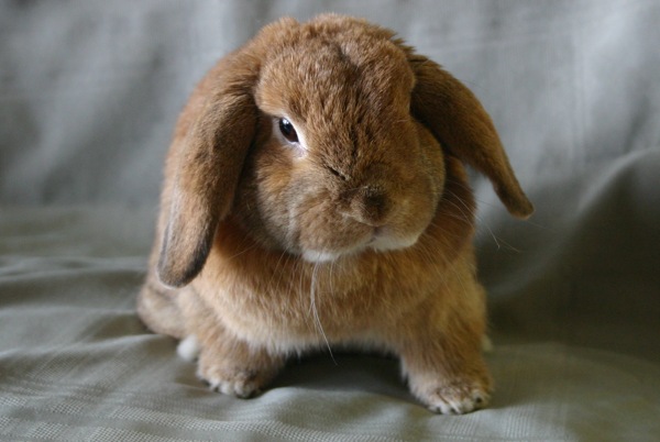 荷兰小兔子图片