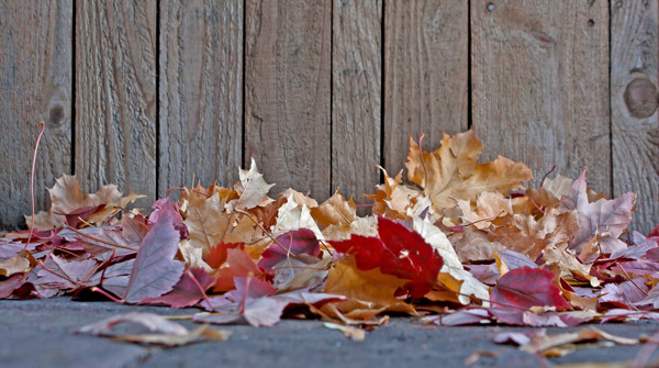 秋天的树叶在栅栏的季节