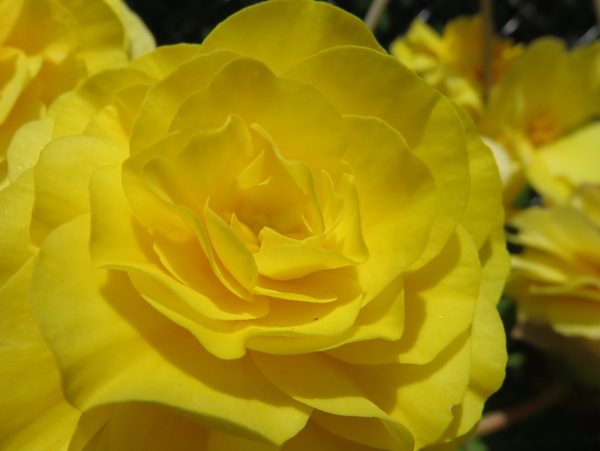 黄玫瑰花图片