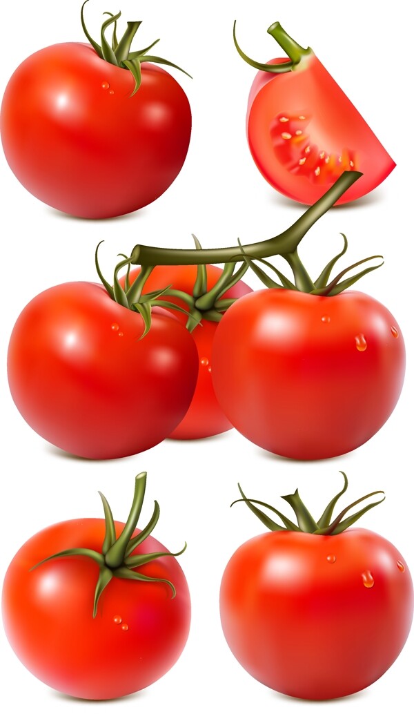 矢量西红柿设计