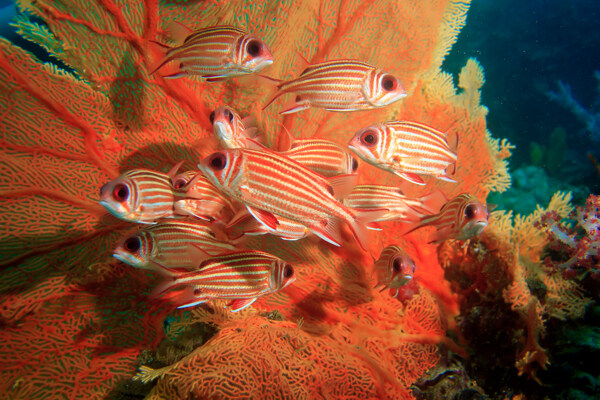 海底红色珊瑚和鱼儿图片