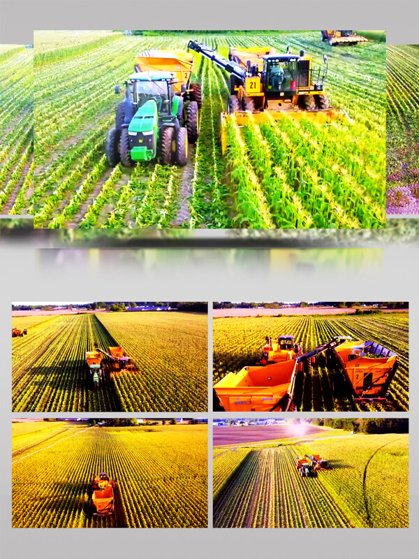 大型收割机玉米地工作场景视频