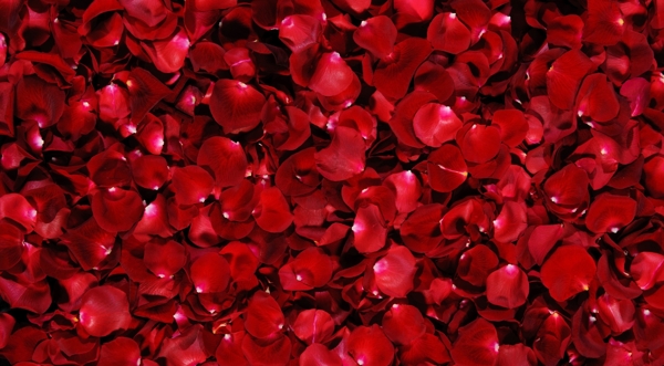 满屏红玫瑰花瓣