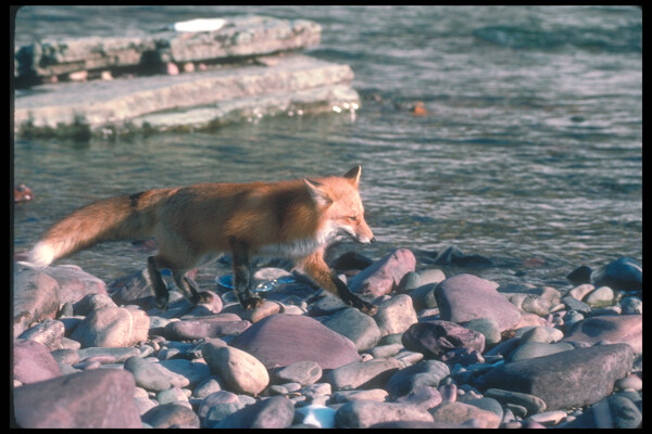 河边的狐狸