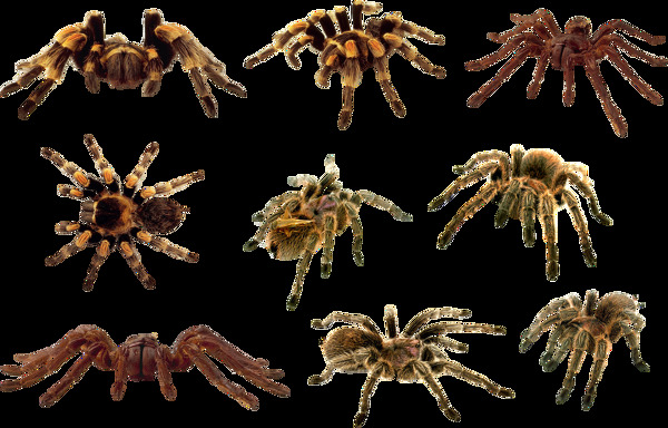 各种蜘蛛图免抠png透明图层素材