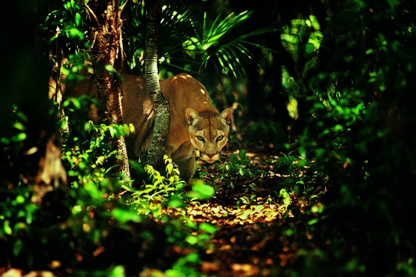 丛林母狮子