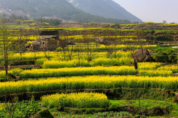 家朋油菜花图片