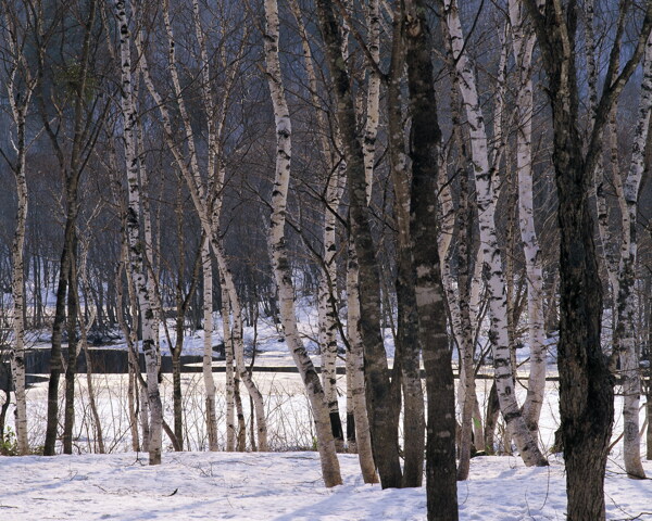 冬天雪景雪景大雪