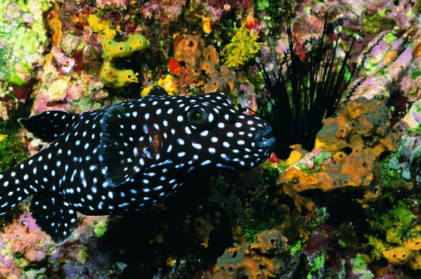 海洋生物