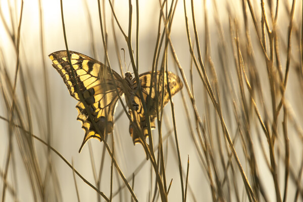 草丛中的美丽蝴蝶