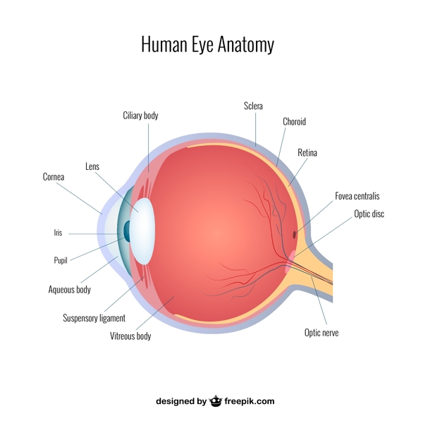 人的眼睛结构图矢量素材