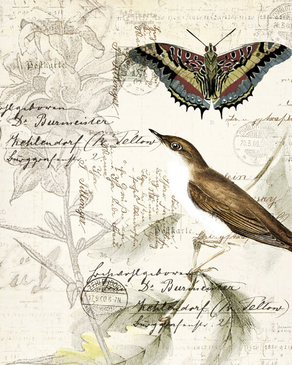 欧美复古鸟雀昆虫手绘装饰画