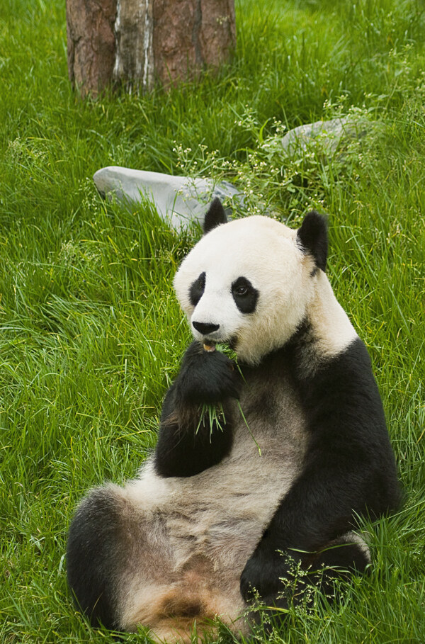 草地上吃草的熊猫图片