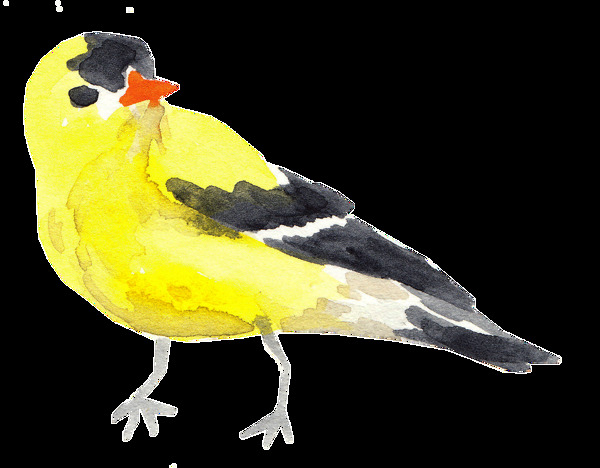 黄黑小鸟透明装饰素材