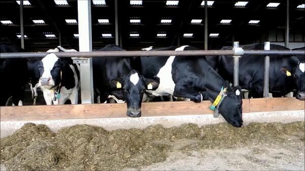 奶牛在围栏视频素材