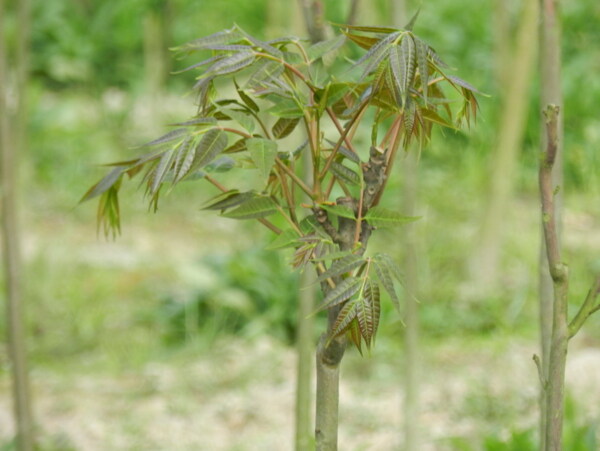 种植基地