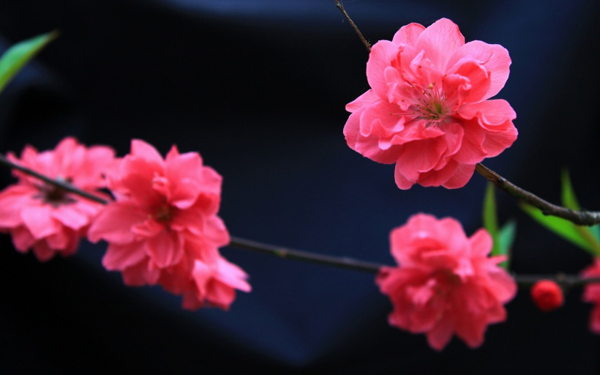 位图植物花朵写实花卉樱花免费素材