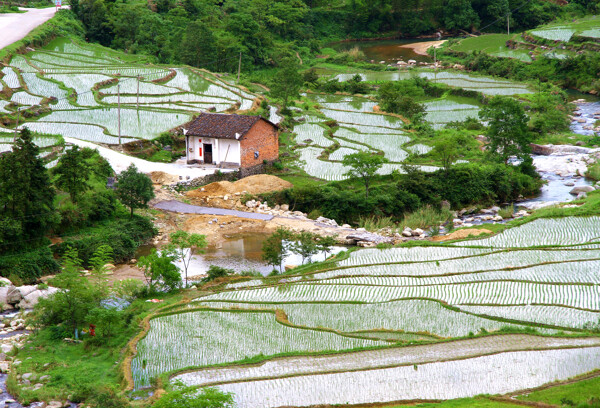 水田图片