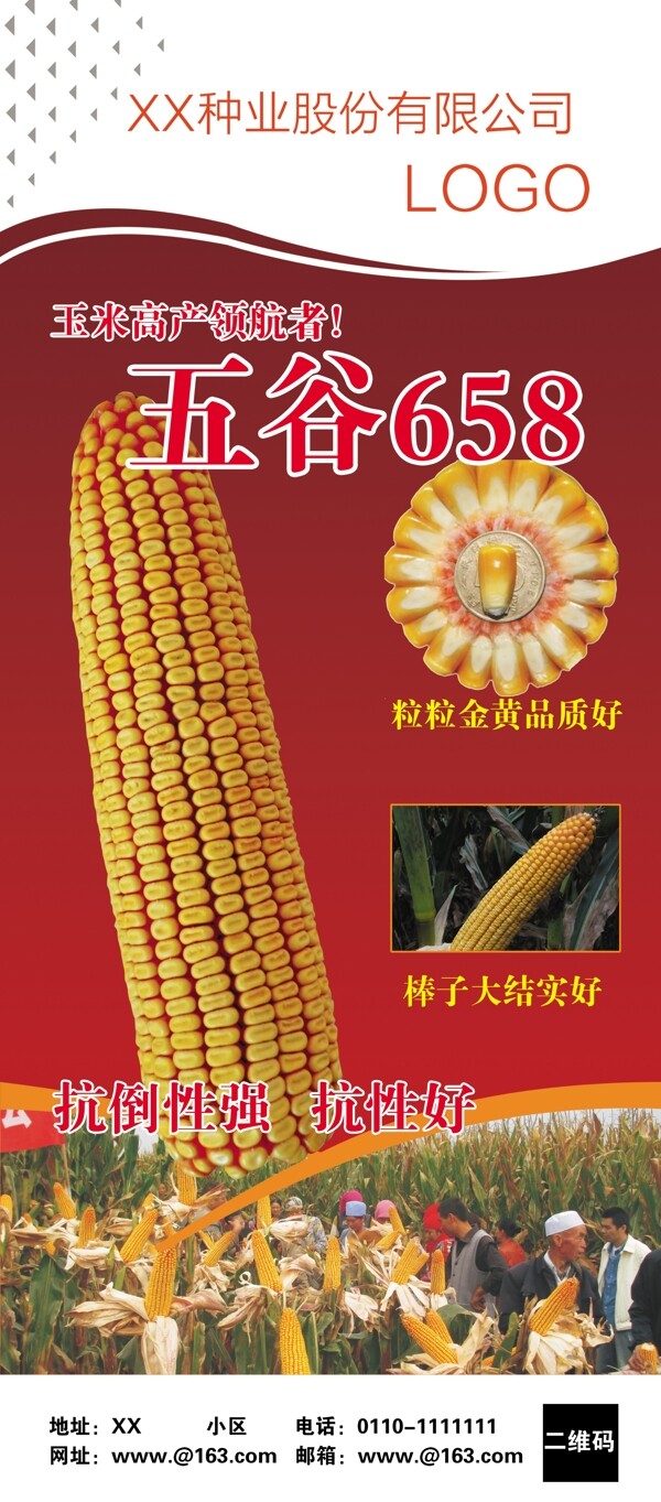 玉米五谷种业X展架