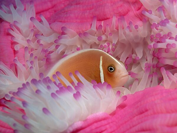 鱼和珊瑚礁图片