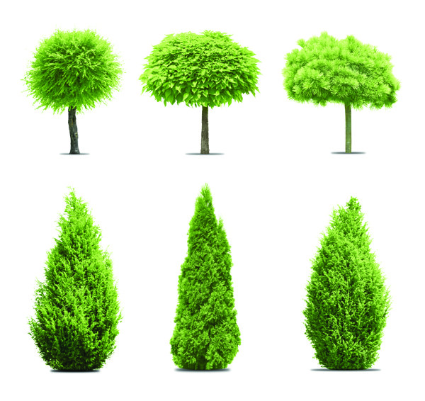 绿色松树抠图图片