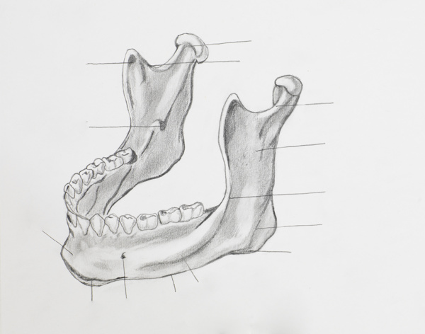牙齿骨骼图片