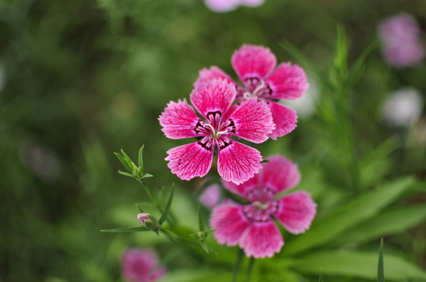 石竹石菊花图片