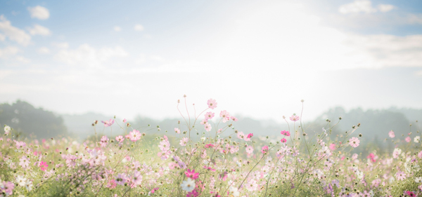 春天梦幻花朵淘宝全屏banner背景