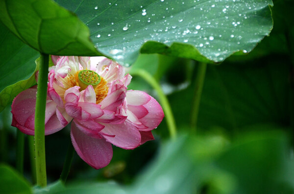 雨中荷花