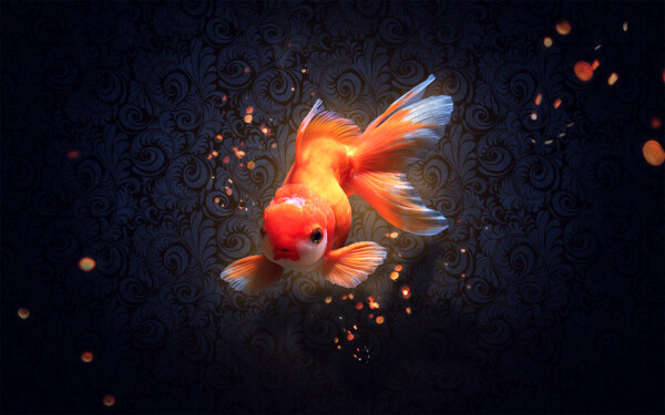 红色金鱼花纹背景