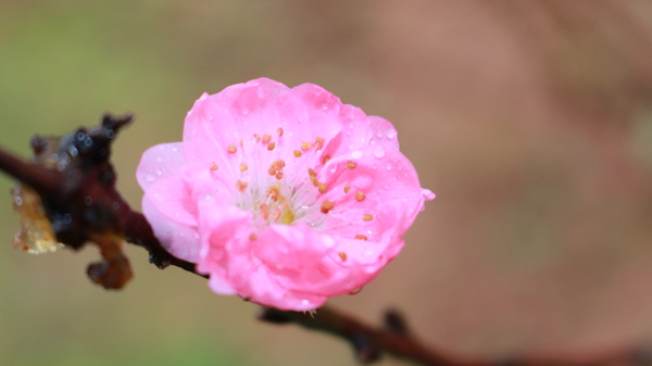 雨中的桃花图片