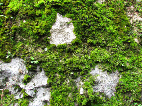 石墙上的苔藓图片