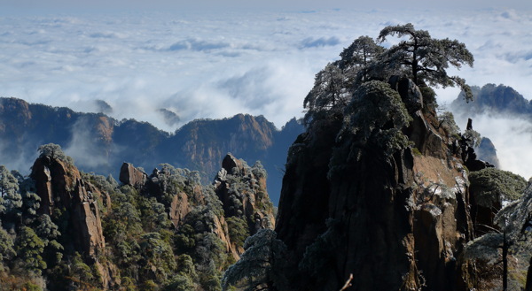 安徽黄山奇松风景