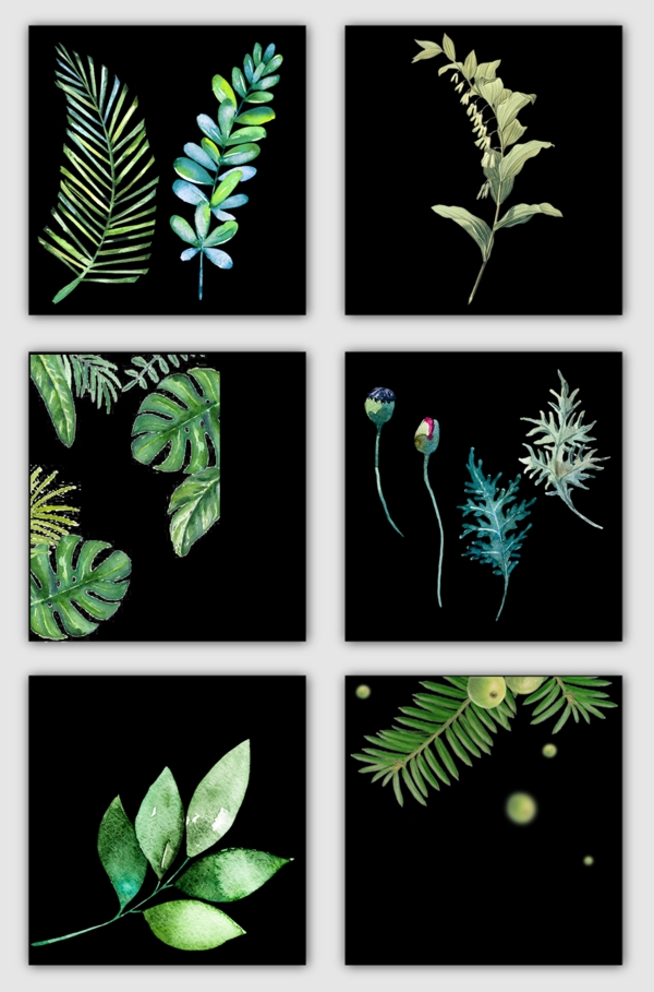 植物叶子插画