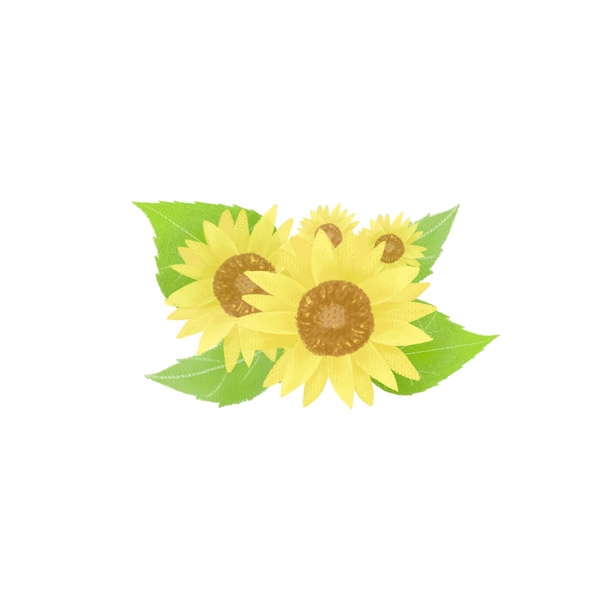 手绘花卉向日葵插画植物素材