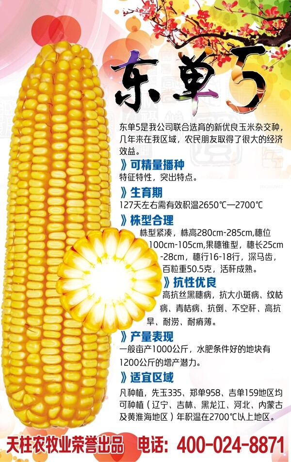 玉米宣传画