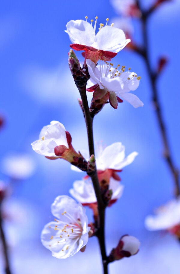 高清桃花摄影